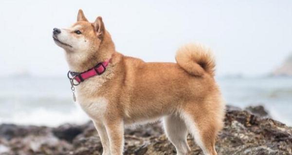 柴犬和秋田犬的区别有哪些（探秘柴犬和秋田犬的健康差异及营养价值）